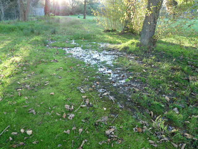 Natural spring in the Gully, Katoomba